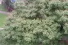 大巴窑8巷3房式二房一厅角头整间出租
