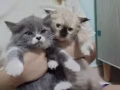 （品种）英国长毛+双色布偶生了。剩两只哦萌萌哒，QQ弹弹，软软糯糯哦 ! 需要的请联系。 WhatsApp 855114