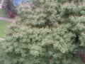 大巴窑8巷3房式二房一厅角头整间出租